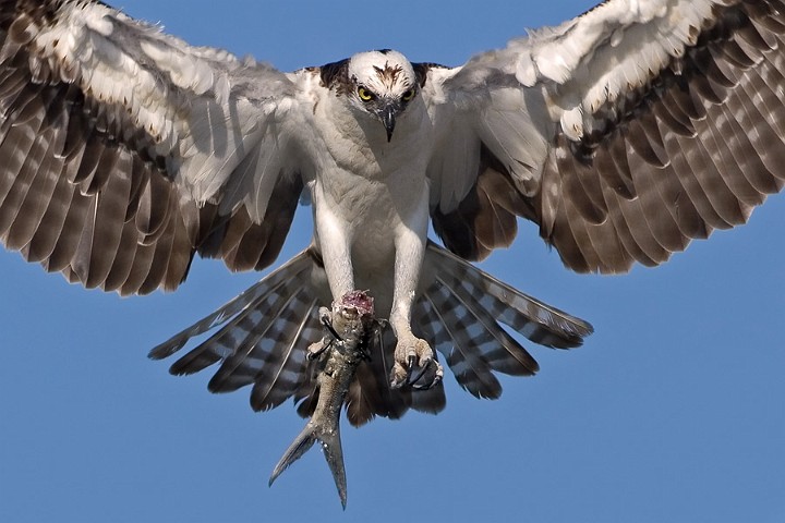 Fischadler Pandion haliaetus Osprey